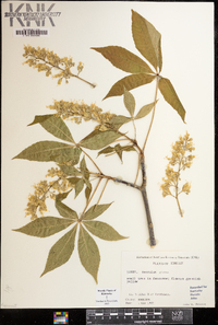 Aesculus glabra image