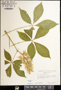 Aesculus glabra image