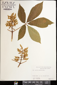 Aesculus sylvatica image