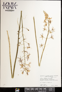 Camassia scilloides image