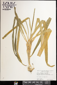 Camassia scilloides image