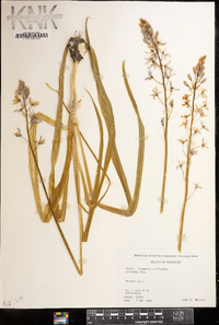 Camassia scilloides image