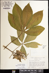 Aesculus flava image