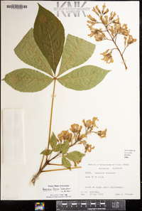 Aesculus flava image