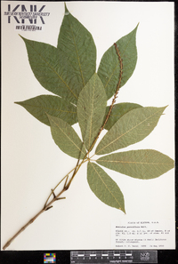 Aesculus parviflora image