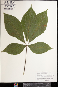 Aesculus parviflora image