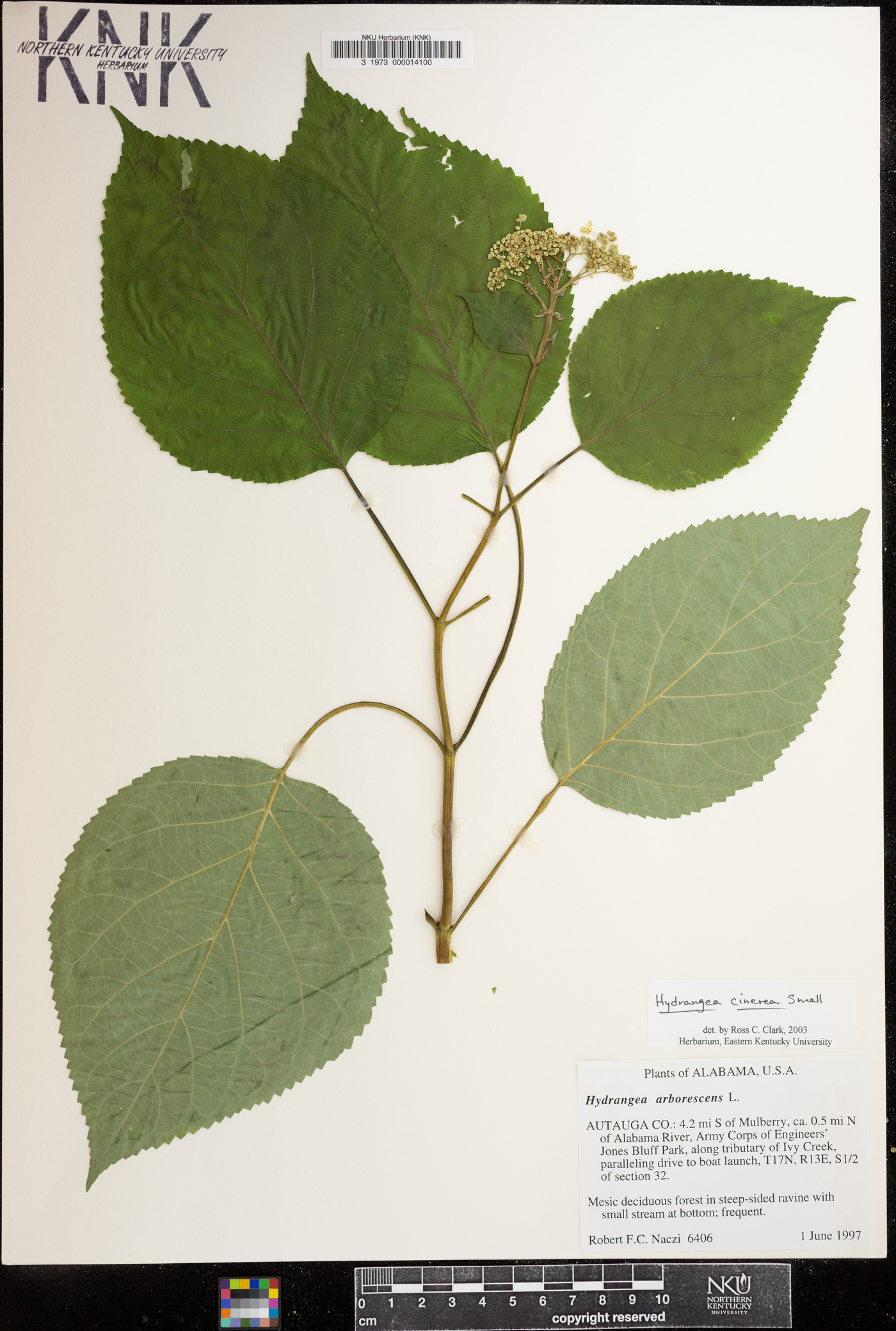 Hydrangea cinerea image
