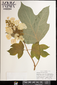 Hydrangea quercifolia image