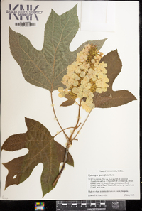 Hydrangea quercifolia image