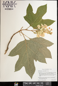 Hydrangea quercifolia image