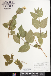 Philadelphus hirsutus image