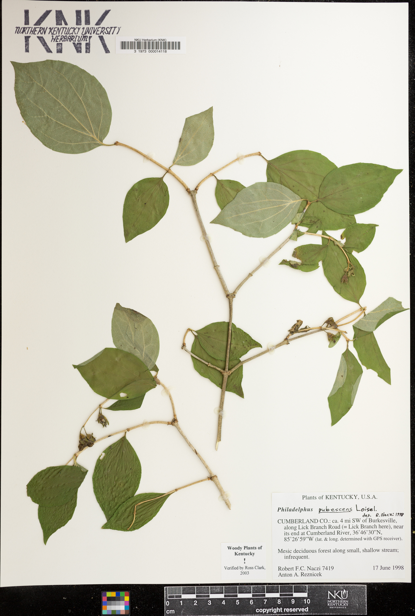 Philadelphus inodorus image