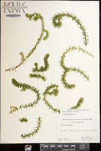 Elodea canadensis image