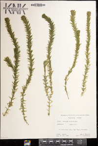 Hydrilla verticillata image