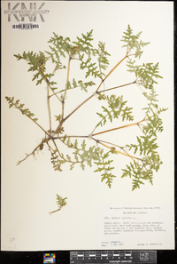 Ellisia nyctelea image