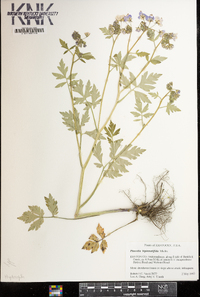 Phacelia bipinnatifida image