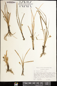 Hypoxis micrantha image