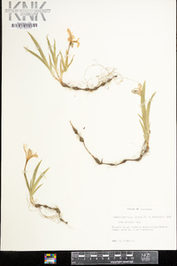 Iris cristata image