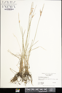 Sisyrinchium albidum image