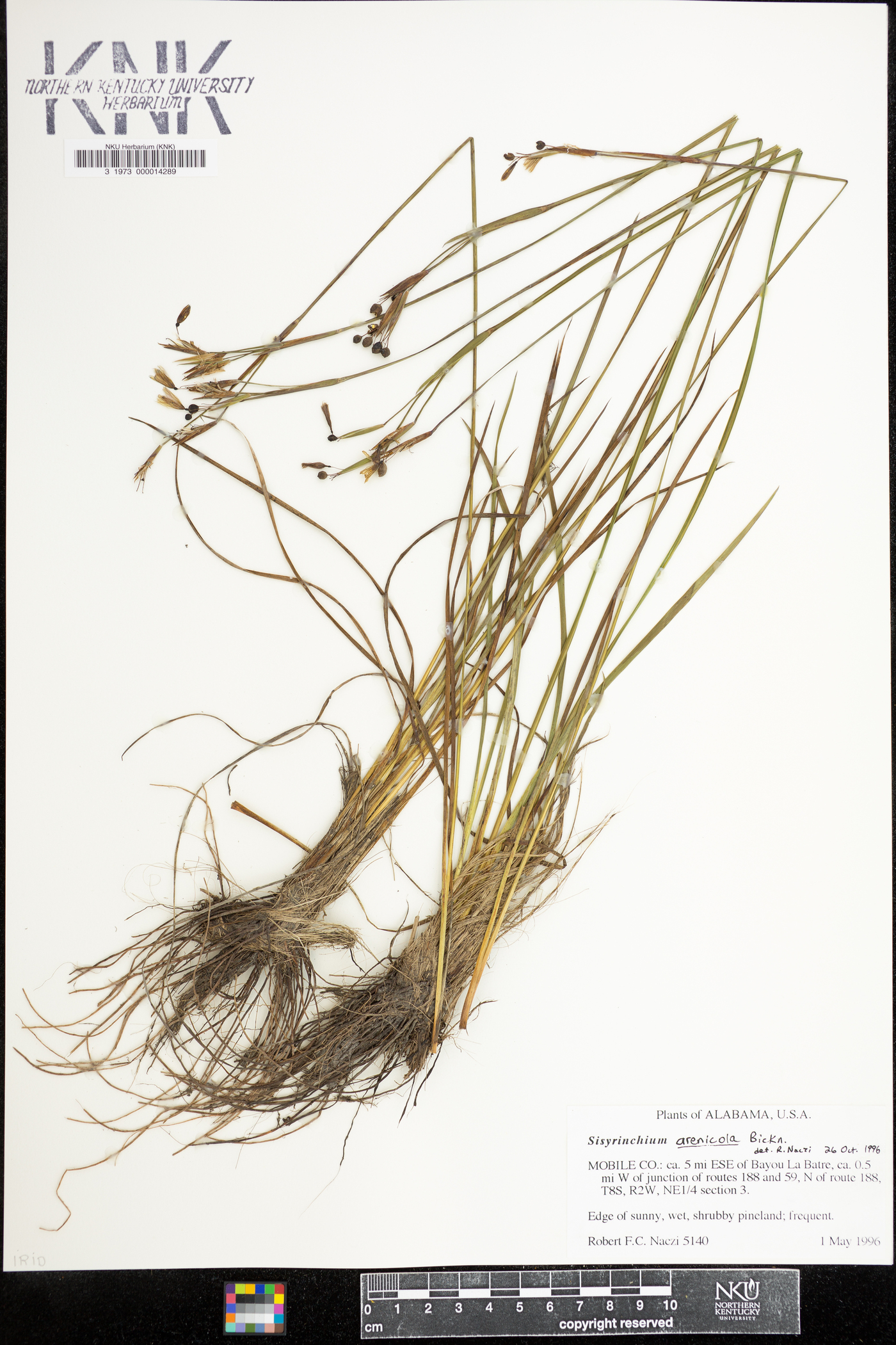 Sisyrinchium arenicola image