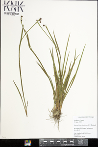 Sisyrinchium atlanticum image