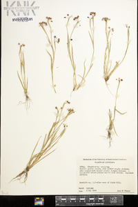 Sisyrinchium rosulatum image