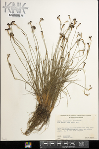 Sisyrinchium sagittiferum image