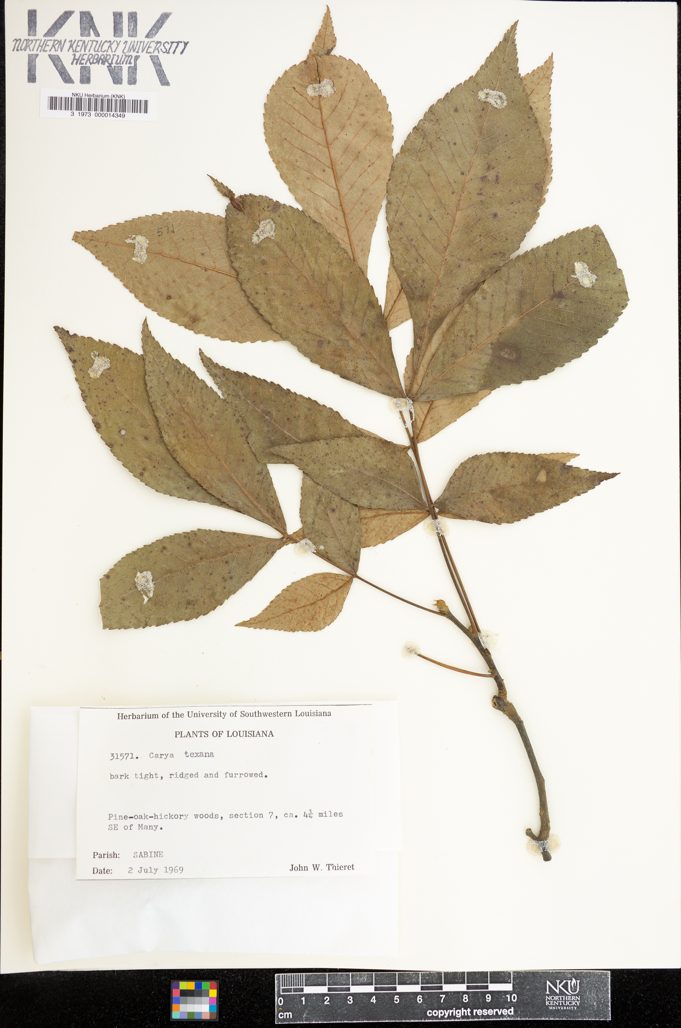 Carya texana image