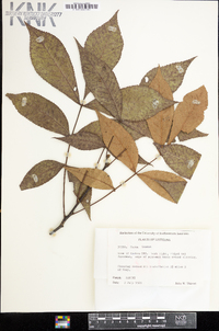 Carya texana image