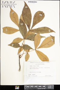 Carya texana image