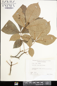 Carya texana image