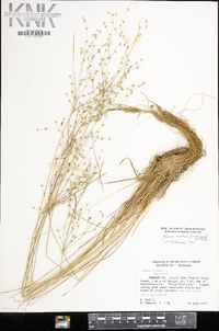 Juncus anthelatus image