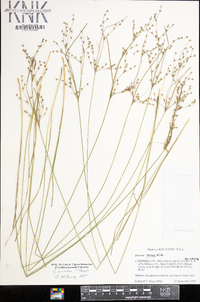 Juncus secundus image