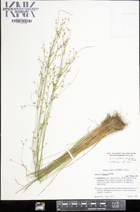 Juncus anthelatus image