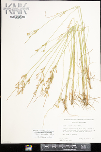 Juncus secundus image