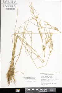 Juncus secundus image