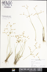 Juncus diffusissimus image