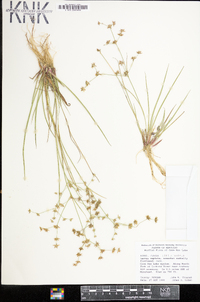 Juncus diffusissimus image