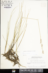 Juncus gerardii image