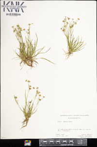 Juncus repens image