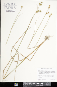 Juncus scirpoides image