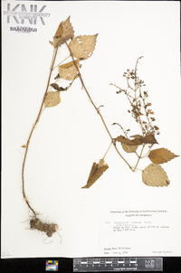 Collinsonia tuberosa image