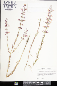 Dicerandra linearifolia image