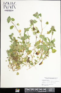 Lamium purpureum image