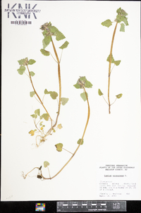 Lamium purpureum image