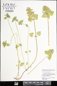 Lamium purpureum image