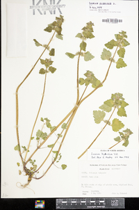 Lamium purpureum image