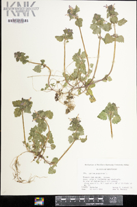 Lamium purpureum image