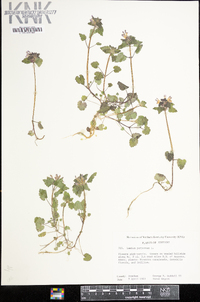 Lamium purpureum image