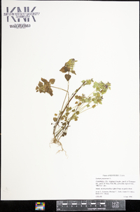 Lamium purpureum image